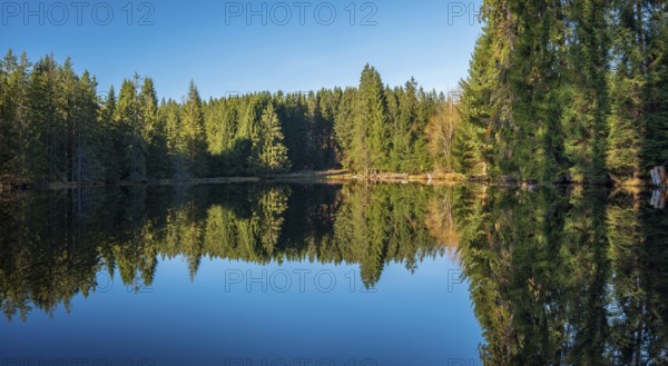 Small lake in the Thuringian Forest under blue sky, spruce forest reflected, Ochsenbacher Teich, Thuringia, Germany
