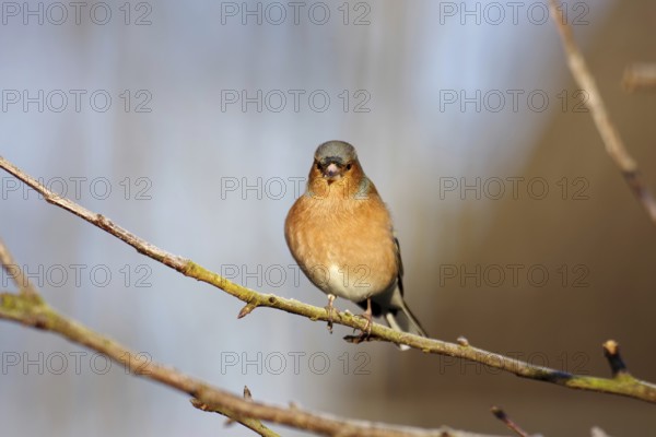 Chaffinch (Fringilla coelebs), male, winter dress, colourful plumage, sunlight, close-up of the pretty songbird on a branch