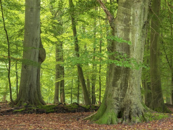 Old beech forest near the Ivenacker Eichen, former Hutewald, Ivenack, Stavenhagen, Mecklenburg-Western Pomerania, Germany