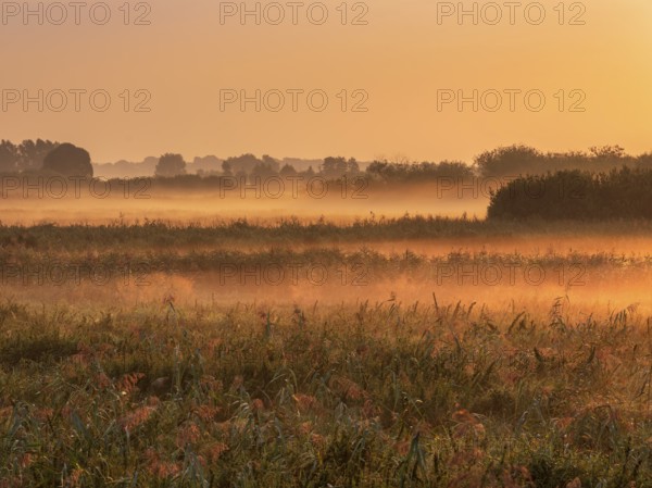 Morning atmosphere in Trebel Valley, morning fog in reeds glowing in the light of the rising sun, Peenetal River Landscape nature park Park, Mecklenburg-Western Pomerania, Germany