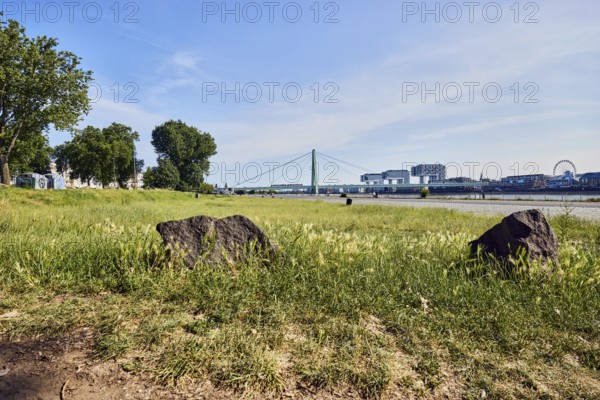 Herbert-Liebertz-Wiese, Rhine river, trail, lawn, trees, branches, stones, general architecture, modern buildings, cable-stayed bridge, waterfront, frog eye view, blue sky, cirrus clouds, cirrostratus clouds, Severinsbrücke, Deutz shipyard, Cologne, district-free city, North Rhine-Westphalia, Germany