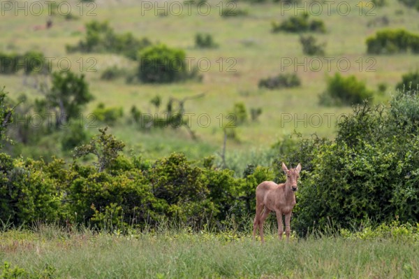 Baby hartebeest or haatebeest (Alcelaphus buselaphus), Addo Elephant National Park, South Africa