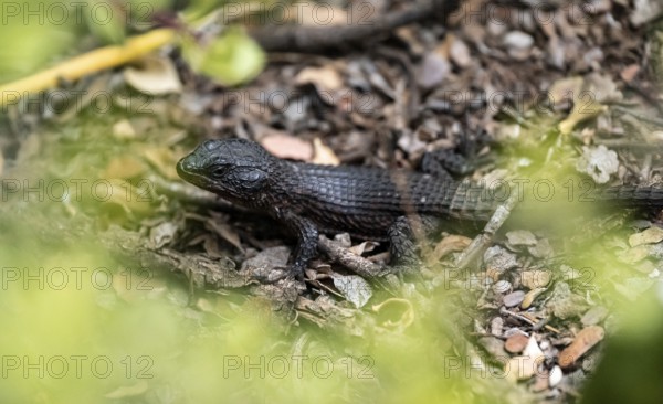 Cordylus niger (Cordylus niger) on the ground, Addo Elephant National Park, Eastern Cape, South Africa