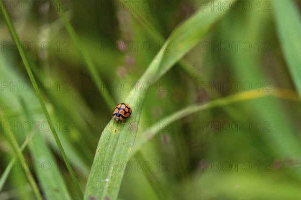 Ladybug on a blade of grass, Addo Elephant National Park, South Africa