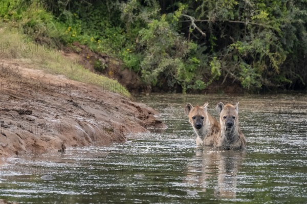 Two spotted hyenas (Crocuta crocuta) bathing in the water, Addo Elephant National Park, Eastern Cape, South Africa