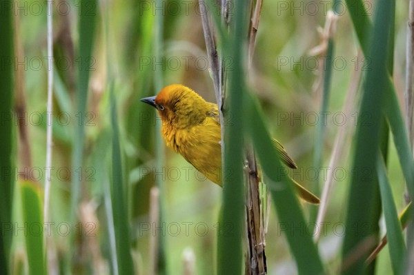Cape Weaver Bird (Ploceus capensis) in the reeds, Addo Elephant Park, South Africa
