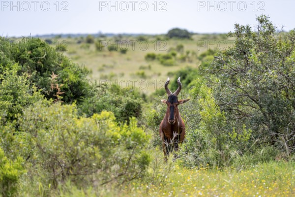Hartebeest (Alcelaphus buselaphus), Addo Elephant National Park, South Africa