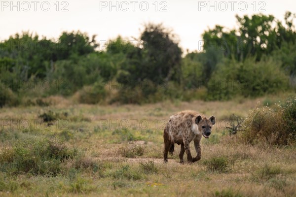 Spotted hyena (Crocuta crocuta), Addo Elephant National Park, Eastern Cape, South Africa