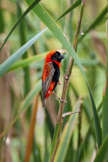 Young oryx weaver (Euplectes orix) in the reeds, Addo Elephant Park, South Africa