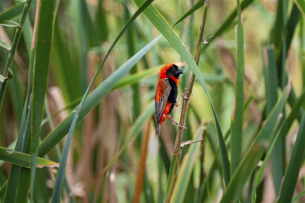 Young oryx weaver (Euplectes orix) in the reeds, Addo Elephant Park, South Africa