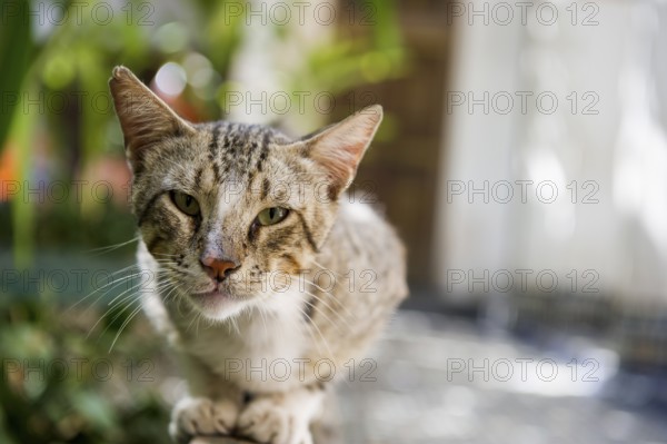 Cat with pointed ears, souk, Marrakech, Morocco
