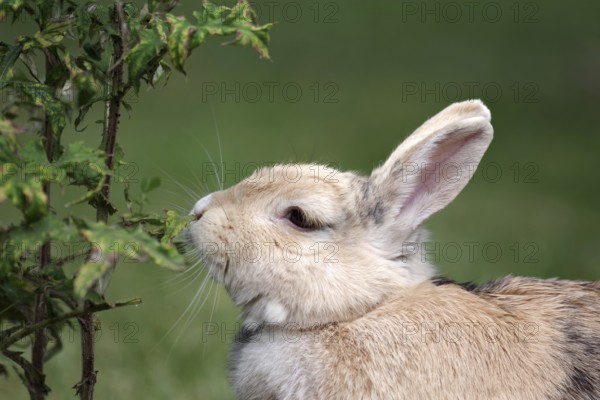 Domestic rabbit (Oryctolagus cuniculus domestica), garden, eating, side profile, The rabbit sniffs at a plant