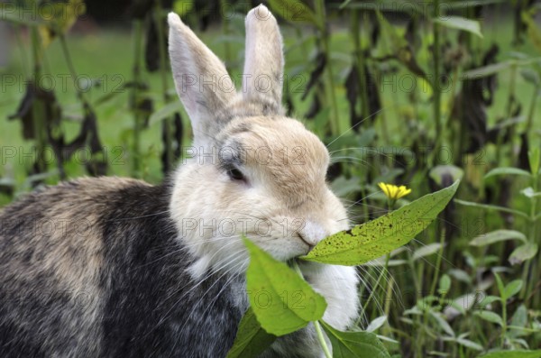 Domestic rabbit (Oryctolagus cuniculus domestica), portrait, garden, eating, The rabbit eats Jerusalem artichoke leaves