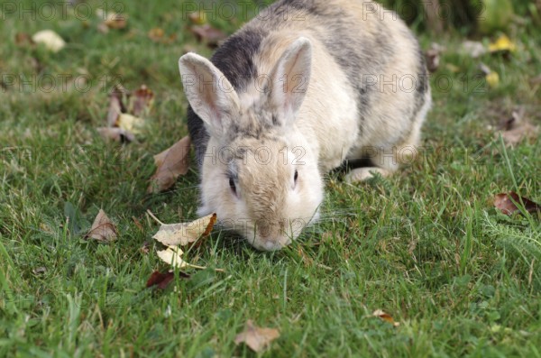 Domestic rabbit (Oryctolagus cuniculus domestica), garden, eating, The rabbit scavenges fresh grass
