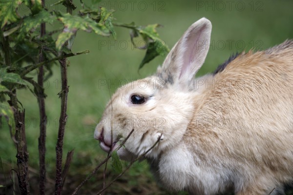 Domestic rabbit (Oryctolagus cuniculus domestica), garden, eating, twig, The rabbit nibbles on the twigs of a plant