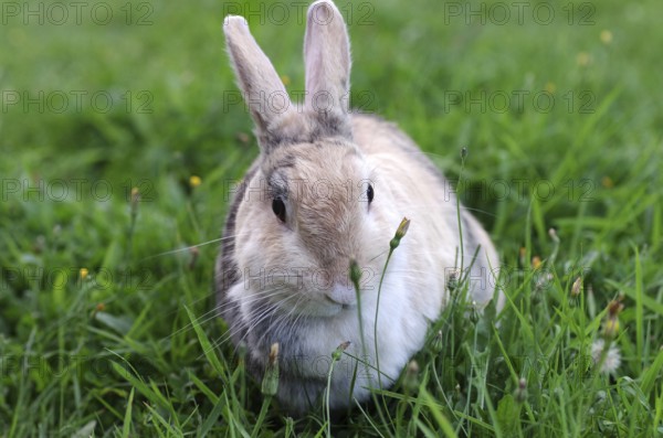 Domestic rabbit (Oryctolagus cuniculus domestica), garden, grass, In summer, the green blades of grass taste particularly good to rabbits