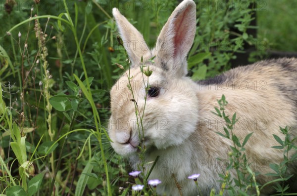 Domestic rabbit (Oryctolagus cuniculus domestica), portrait, garden, eating, grass, Easter