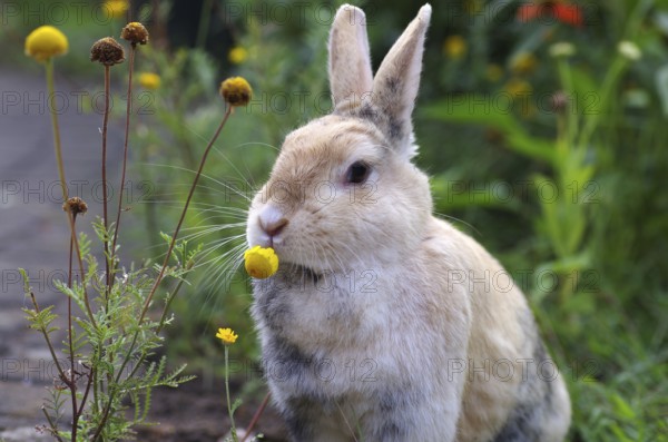 Domestic rabbit (Oryctolagus cuniculus domestica), flowers, eating, garden, close-up of rabbit, eating a yellow flower