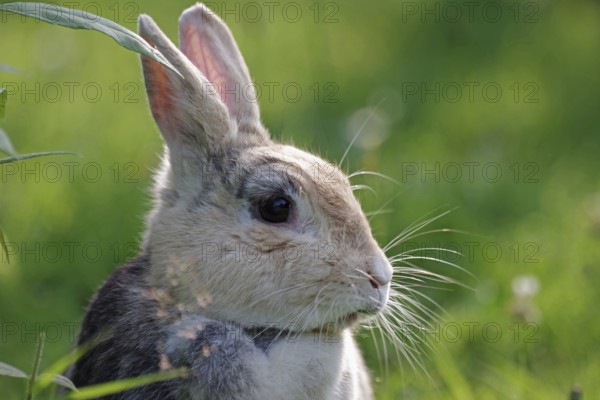 Domestic rabbit (Oryctolagus cuniculus domestica), side profile, garden, pretty, Easter, Easter bunny, close-up of cute rabbit with green background