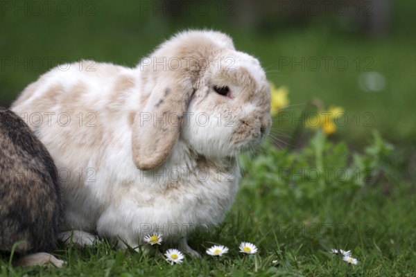 Domestic rabbit (Oryctolagus cuniculus domestica), ram rabbit, garden, daisies, spring, Easter, Easter bunny, At Easter time the rabbit with floppy ears sits in the garden between spring flowers