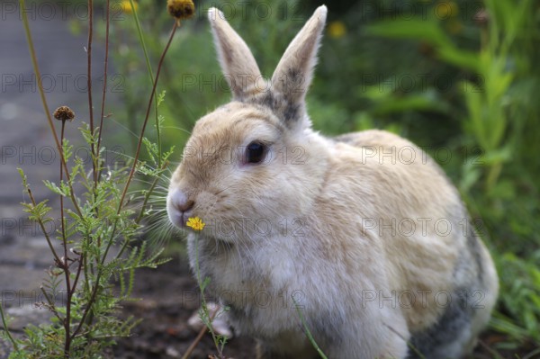 Domestic rabbit (Oryctolagus cuniculus domestica), garden, flowers, Easter bunny, close-up of rabbit with a yellow flower
