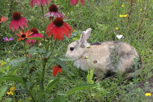 Domestic rabbit (Oryctolagus cuniculus domestica), Flowers, Garden, A single rabbit sits in the colourful flower meadow