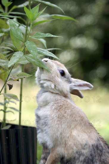 Domestic rabbit (Oryctolagus cuniculus domestica), eating leaves, placed on its hind legs, the rabbit stretches to reach the Jerusalem artichoke leaves