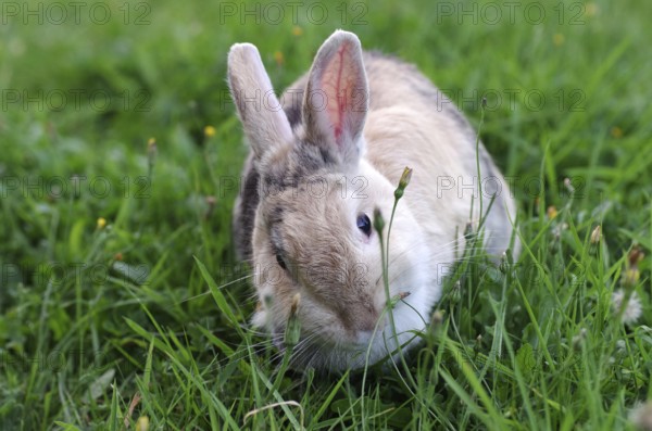 Domestic rabbit (Oryctolagus cuniculus domestica), grass, eat, cute, Easter, Fresh green for the hungry rabbit