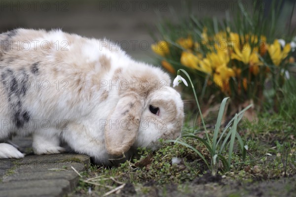 Domestic rabbit (Oryctolagus cuniculus domestica), ram rabbit, spring, Easter, Easter bunny, garden, The rabbit sits between snowdrops and crocuses