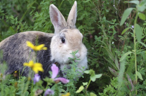 Domestic rabbit (Oryctolagus cuniculus domestica), Flowers, Garden, Easter bunny, Easter, In the centre of green plants and flowers sits a single rabbit