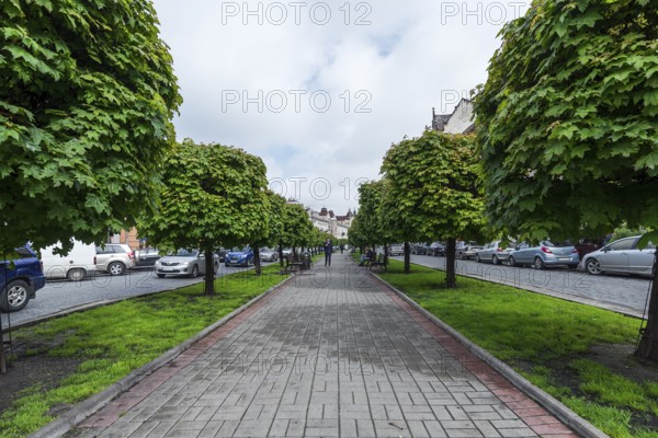 Maple avenue (Acer), promenade between the motorways, Lviv, Ukraine