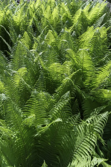 Worm fern (Dryopteris filix-mas), backlit, Ukraine