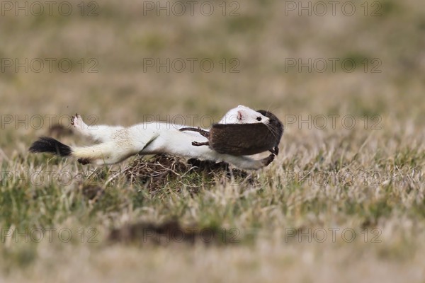 Ermine (Mustela erminea), adult in white winter coat runs and jumps through grassland with a captured water vole (Arvicola amphibius) in its mouth, Hesse, Germany