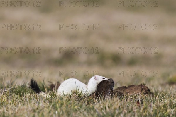 Ermine (Mustela erminea), adult in white winter coat running through grassland with a captured water vole (Arvicola amphibius) in its mouth, Hesse, Germany
