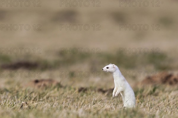 Ermine (Mustela erminea), adult in white winter coat standing upright on its hind legs in a field in grassland between molehills, Hesse, Germany