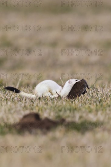 Ermine (Mustela erminea), adult in white winter coat runs and jumps through grassland with a captured water vole (Arvicola amphibius) in its mouth, Hesse, Germany