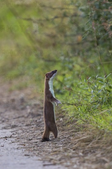 Ermine (Mustela erminea) adult in summer coat standing upright on hind legs at the edge of a path and looking intently into a hedge, Hesse, Germany