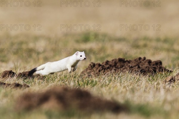 Ermine (Mustela erminea), adult in white winter coat running and jumping in the fields while hunting in grassland between molehills, Hesse, Germany