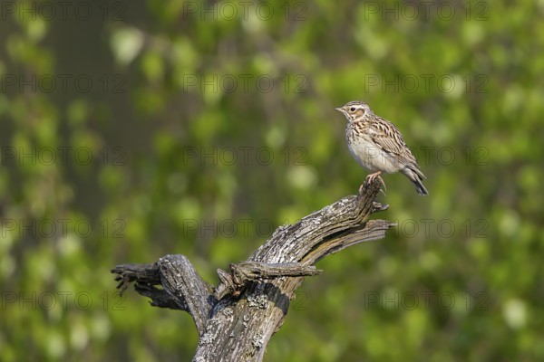 Woodlark (Lullula arborea), close-up, adult bird sitting on a dead branch, which serves as a singing stand, in the sun, Hesse, Germany