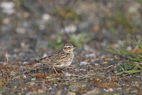 Woodlark (Lullula arborea), close-up, adult bird with erect feather cap on the head stands in the sun on barren heathland, Hesse, Germany
