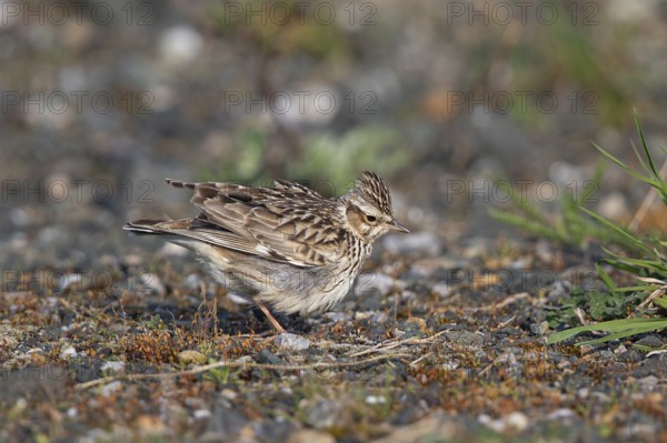 Woodlark (Lullula arborea), close-up, adult bird with raised feather cap on the head stands in the sun in barren heathland and fluffs its plumage, Hesse, Germany