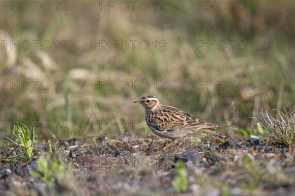 Woodlark (Lullula arborea), close-up, adult bird standing in the sun on barren heathland, Hesse, Germany