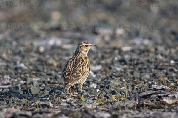 Woodlark (Lullula arborea), close-up, adult bird standing on gravel surface in the sun, Hesse, Germany