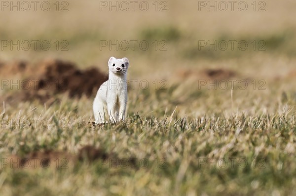 Ermine (Mustela erminea), adult in white winter coat in a field in grassland between molehills, Hesse, Germany