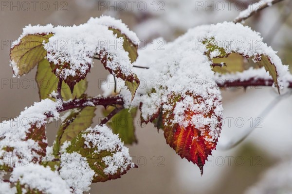 Snow-covered leaves of the dog rose (Rosa canina) in bright colours in winter, Baden-Württemberg, Germany