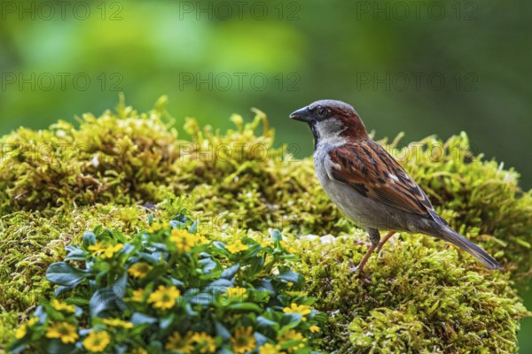 House sparrow (Passer domesticus), male sitting in moss between garden flowers, Baden-Württemberg, Germany