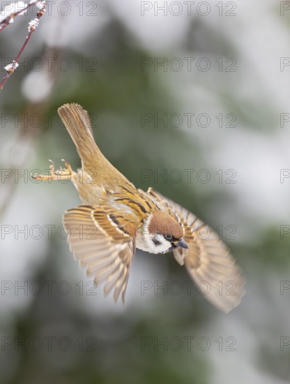 Tree sparrow (Passer montanus), close-up, adult bird with spread wings flying out of a hedge, Baden-Württemberg, Germany