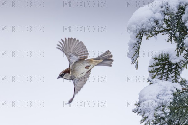 House sparrow (Passer domesticus), male with outstretched wings flying from a snow-covered Tuja hedge, Baden-Württemberg, Germany