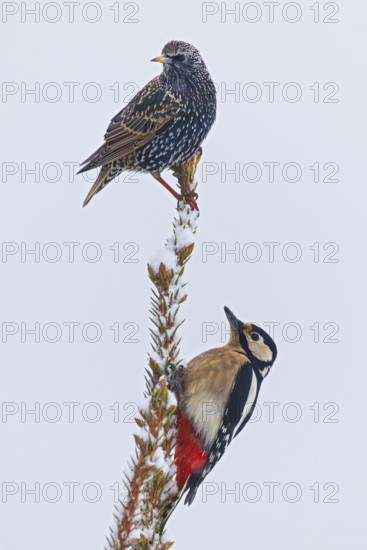 Starling (Sturnus vulgaris) sitting together with great spotted woodpecker (Dendrocopos major) in the snowy top of a conifer in winter, Baden-Württemberg, Germany