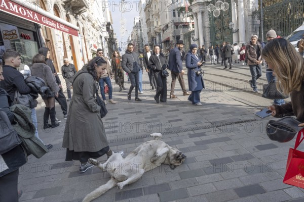 Istanbul, Turkey. December 2nd 2025. A typical Turkish street dog playing and attracting attention along a busy Istiklal street, Taksim, Istanbul